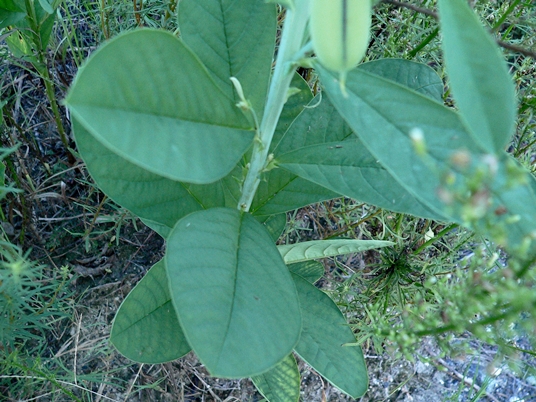{Crotalaria spectabilis}